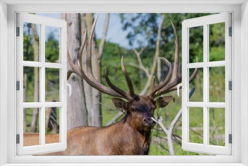 Fototapeta Naklejka Na Ścianę Okno 3D - Elk - wapiti  in a conservation and wilderness area