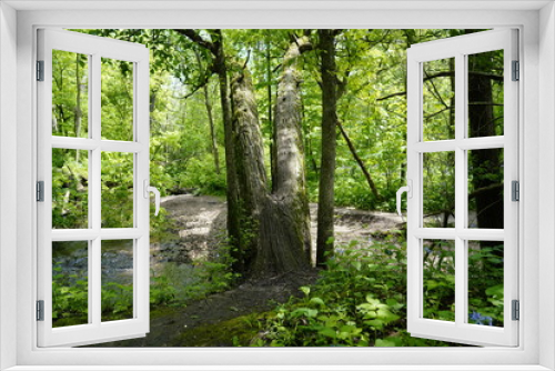 Fototapeta Naklejka Na Ścianę Okno 3D - A beautiful nature walk in a Forest in the Summer