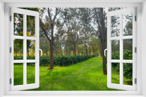 Fototapeta Naklejka Na Ścianę Okno 3D - Pathway through trees, green farms