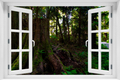 Fototapeta Naklejka Na Ścianę Okno 3D - Treestump in Forest