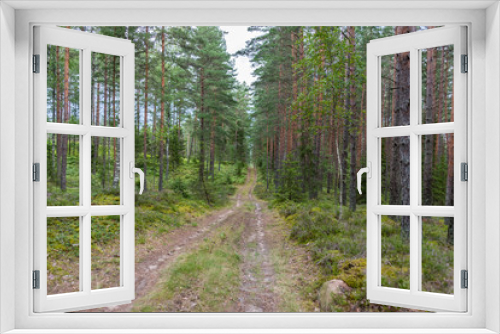 Fototapeta Naklejka Na Ścianę Okno 3D - Deep Green Summer Forest in Latvia