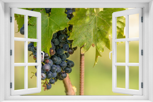 Fototapeta Naklejka Na Ścianę Okno 3D - Eine Weinrebe hängt an einem Weinstock