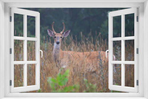 Fototapeta Naklejka Na Ścianę Okno 3D - Young White-tailed deer buck on an early morning with velvet antlers in summer in Canada