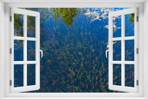 Fototapeta Naklejka Na Ścianę Okno 3D - underwater plants