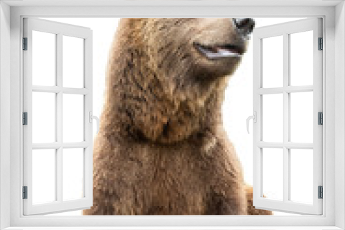 Fototapeta Naklejka Na Ścianę Okno 3D - brown bear on a white background
