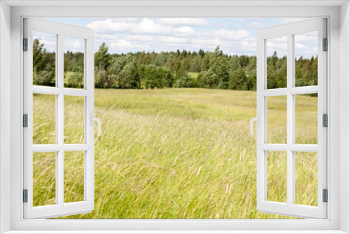 Fototapeta Naklejka Na Ścianę Okno 3D - backdrop beautiful summer landscape with meadow field of grass