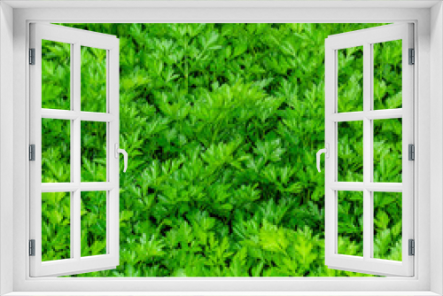 Fototapeta Naklejka Na Ścianę Okno 3D - Parsley or garden parsley (Petroselinum crispum), species of flowering plant in the family Apiaceae