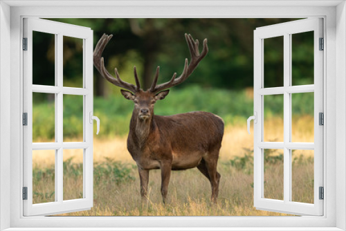 Fototapeta Naklejka Na Ścianę Okno 3D - Red deer in richmond park