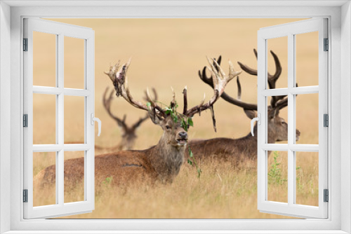 Fototapeta Naklejka Na Ścianę Okno 3D - Red deer in richmond park