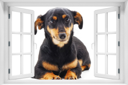 Fototapeta Naklejka Na Ścianę Okno 3D - One black dog.