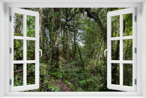 Fototapeta Naklejka Na Ścianę Okno 3D - Mossy and wild rain forest at Cameron Highlands in Malaysia