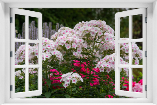Fototapeta Naklejka Na Ścianę Okno 3D - Garden Phlox, Phlox paniculata