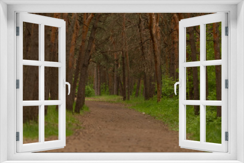 Fototapeta Naklejka Na Ścianę Okno 3D - Pine forest path, summer time. Copy space.