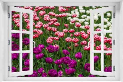 Fototapeta Naklejka Na Ścianę Okno 3D - Colorful field of tulips
