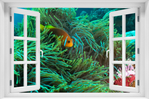 Fototapeta Naklejka Na Ścianę Okno 3D - Blackfotted Anemonefish