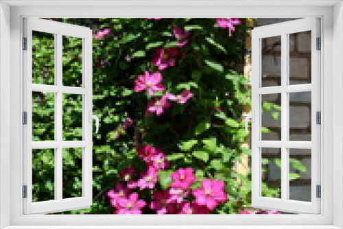 Fototapeta Naklejka Na Ścianę Okno 3D - pink clematis in the garden
