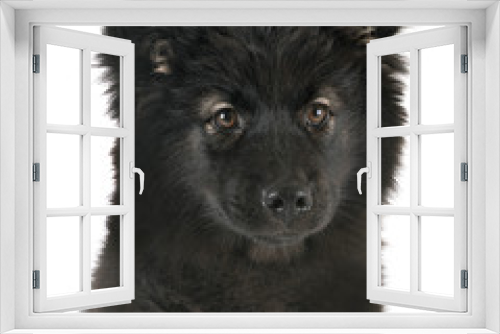 Fototapeta Naklejka Na Ścianę Okno 3D - puppy Finnish Lapphund in studio