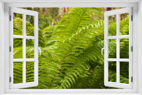 Fototapeta Naklejka Na Ścianę Okno 3D - green ferns in the forest