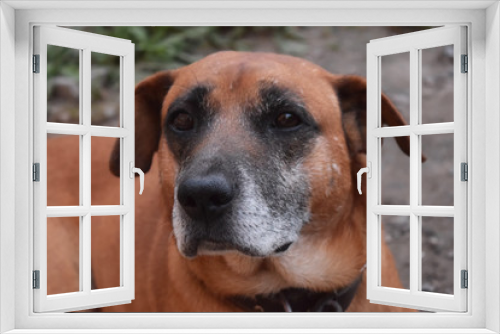 Fototapeta Naklejka Na Ścianę Okno 3D - Red Dog Guards The Yard And The Owner