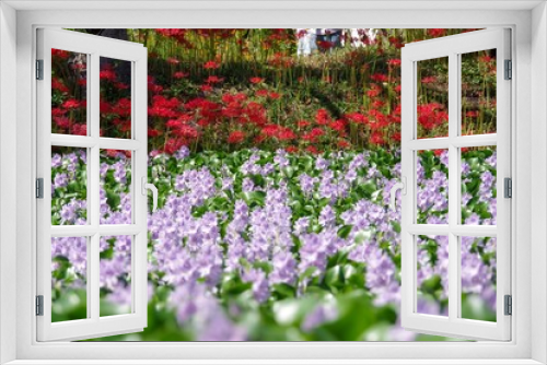 Fototapeta Naklejka Na Ścianę Okno 3D - 淡い紫の布袋さん Pale purple pretty Water hyacinth in Nara Japan