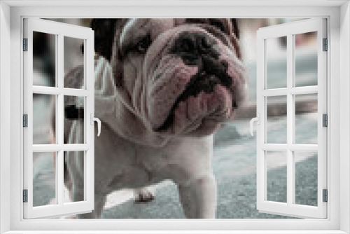 Fototapeta Naklejka Na Ścianę Okno 3D - Retrato de un hermoso perro bulldog inglés, una simpática mascota
