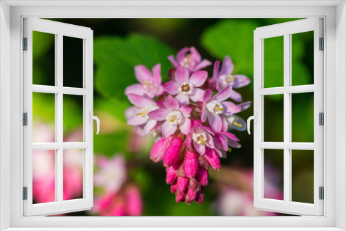 Fototapeta Naklejka Na Ścianę Okno 3D - Flowering Currant