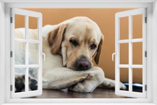 Fototapeta Naklejka Na Ścianę Okno 3D - Retrato de un perro aburrido