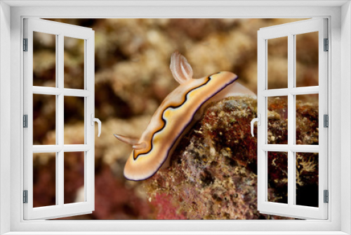 Fototapeta Naklejka Na Ścianę Okno 3D - Goniobranchus coi, Chromodoris coi is a species of very colourful sea slug, a dorid nudibranch, a marine gastropod mollusc in the family Chromodorididae
