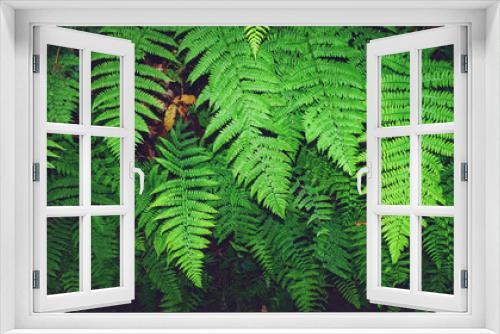 Fototapeta Naklejka Na Ścianę Okno 3D - felce verde sfondo