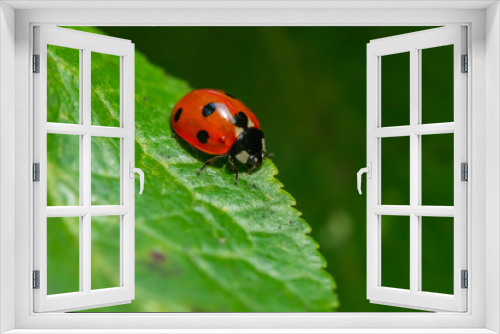 Fototapeta Naklejka Na Ścianę Okno 3D - Red ladybug on a green leaf in the garden