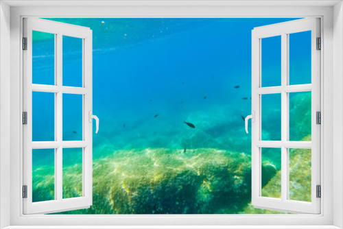 Fototapeta Naklejka Na Ścianę Okno 3D - Underwater view of fish in Alghero blue sea