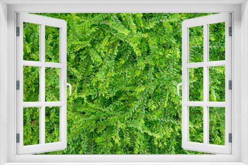 Fototapeta Naklejka Na Ścianę Okno 3D - green leafs texture background top view.