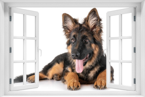 Fototapeta Naklejka Na Ścianę Okno 3D - puppy german shepherd