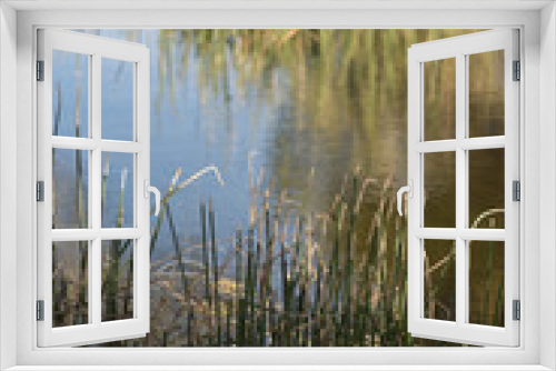 Fototapeta Naklejka Na Ścianę Okno 3D - reeds in lake