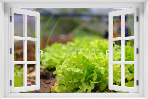 Fototapeta Naklejka Na Ścianę Okno 3D - fresh green lettuce in the farm