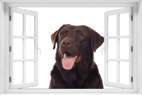 Fototapeta Naklejka Na Ścianę Okno 3D - Beautiful Black Golden Retriever dog