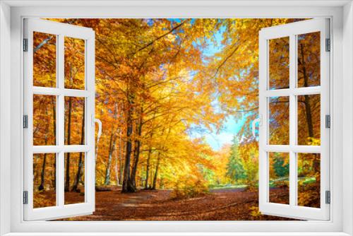 Fototapeta Naklejka Na Ścianę Okno 3D - Warm Sunny day in Autumnal forest, yellow orange trees