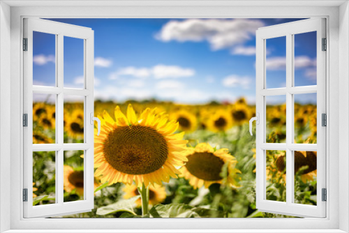 Fototapeta Naklejka Na Ścianę Okno 3D - Gorgeous natural Sunflower  landscape, blooming sunflowers agricultural field, cloudy blue sky