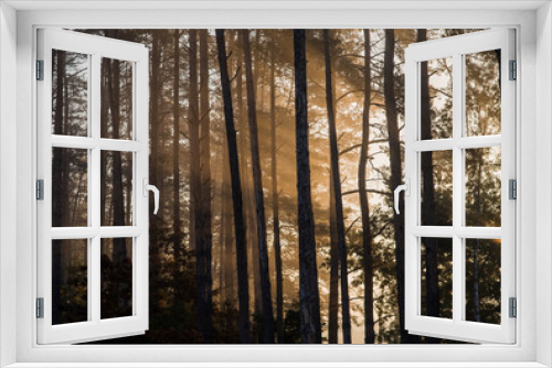 Fototapeta Naklejka Na Ścianę Okno 3D - Sunrise in a pine forest. The rays of the sun in the morning shining through the branches of trees in a haze.