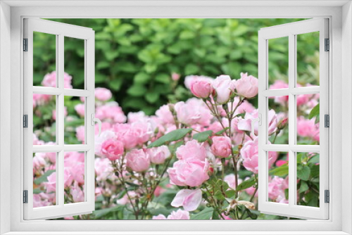 Fototapeta Naklejka Na Ścianę Okno 3D - Roses