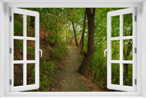Fototapeta Naklejka Na Ścianę Okno 3D - green forest scenic landscape natural calm environment with narrow lonely curved trail between trees branches and leaves 
