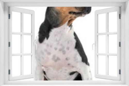 Fototapeta Naklejka Na Ścianę Okno 3D - Brazilian Terrier in studio