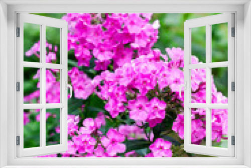 Fototapeta Naklejka Na Ścianę Okno 3D - Purple garden Phlox closeup on green garden background