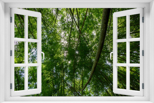 Fototapeta Naklejka Na Ścianę Okno 3D - cañas de bambú