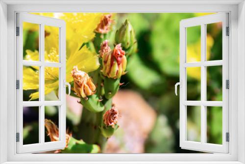 Fototapeta Naklejka Na Ścianę Okno 3D - Blossoming yellow cactus in close-up, unopened flower buds.