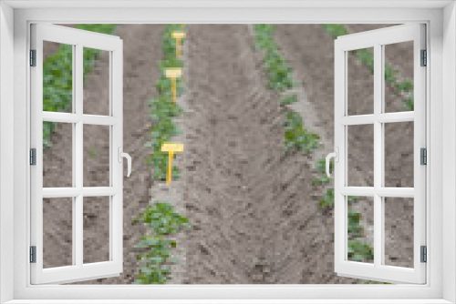 Fototapeta Naklejka Na Ścianę Okno 3D - Growing potatoes.  fields Netherlands polders