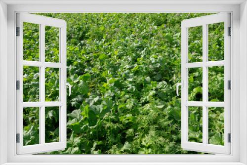 Fototapeta Naklejka Na Ścianę Okno 3D - Field with green maure plants. Agriculture