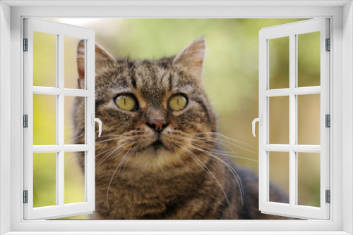 Fototapeta Naklejka Na Ścianę Okno 3D - Cat Portrait