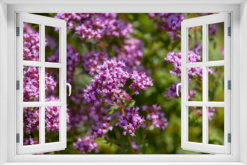Fototapeta Naklejka Na Ścianę Okno 3D - Origanum (oregano) vulgare in garden. Flowers of origanum vulgare, natural background