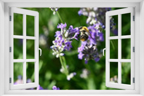 Fototapeta Naklejka Na Ścianę Okno 3D - Bumblebee on lavender flower.